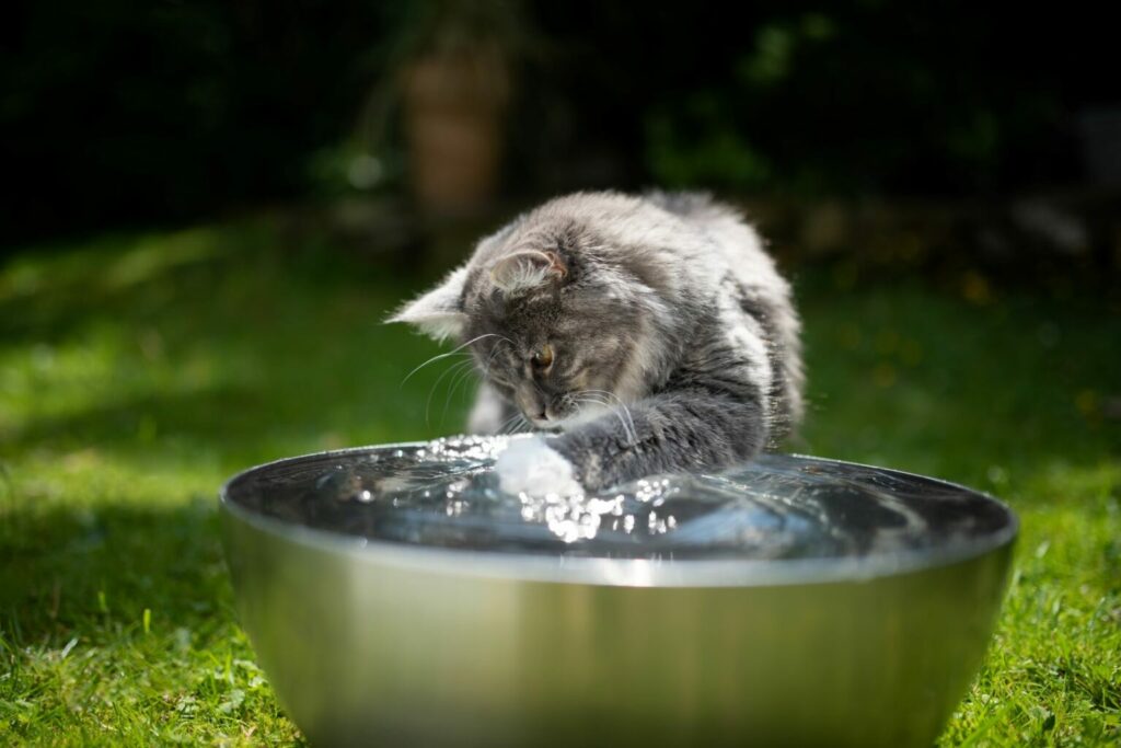 Kat speelt met water