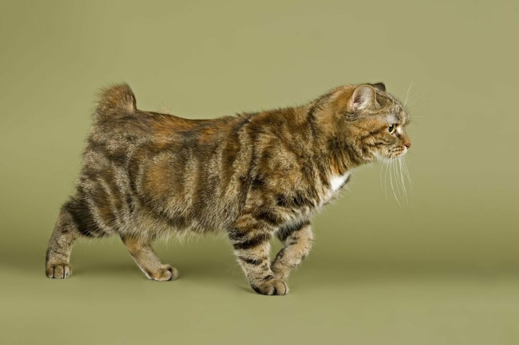 Manx-kat korte staart Manx stumpy