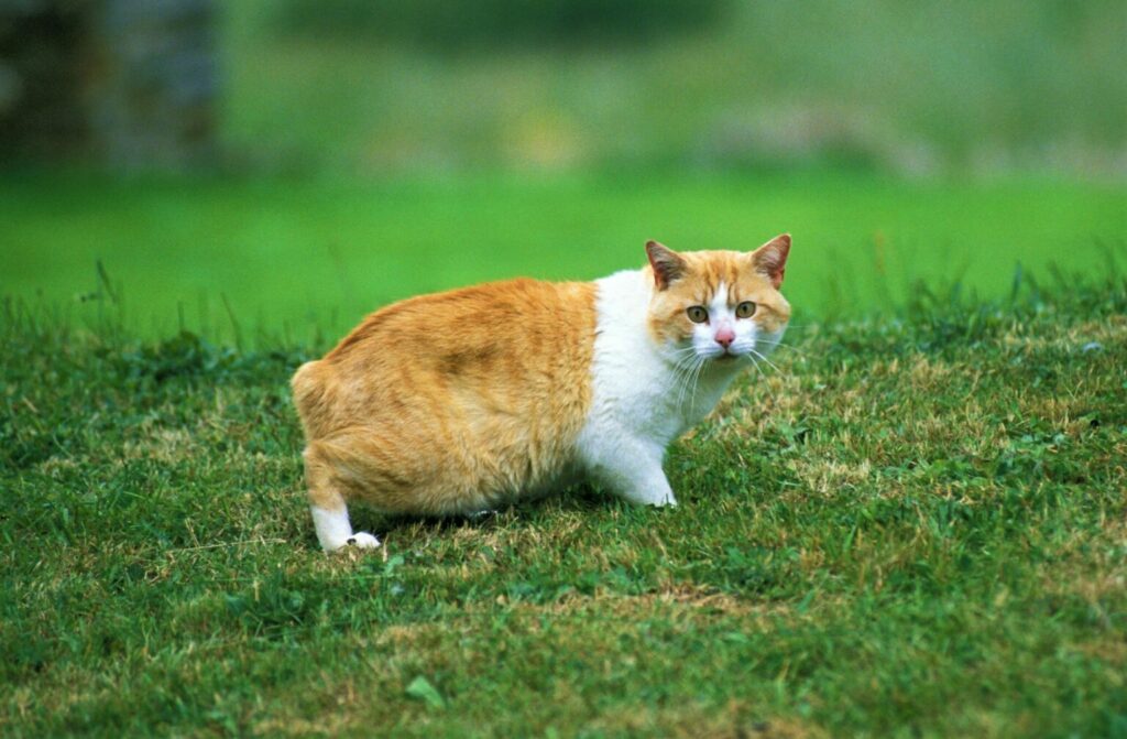 Manx-kat in wei Manx op gras