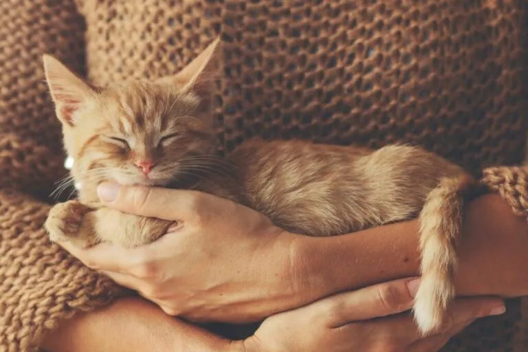 Vrouw houdt rode kitten op arm