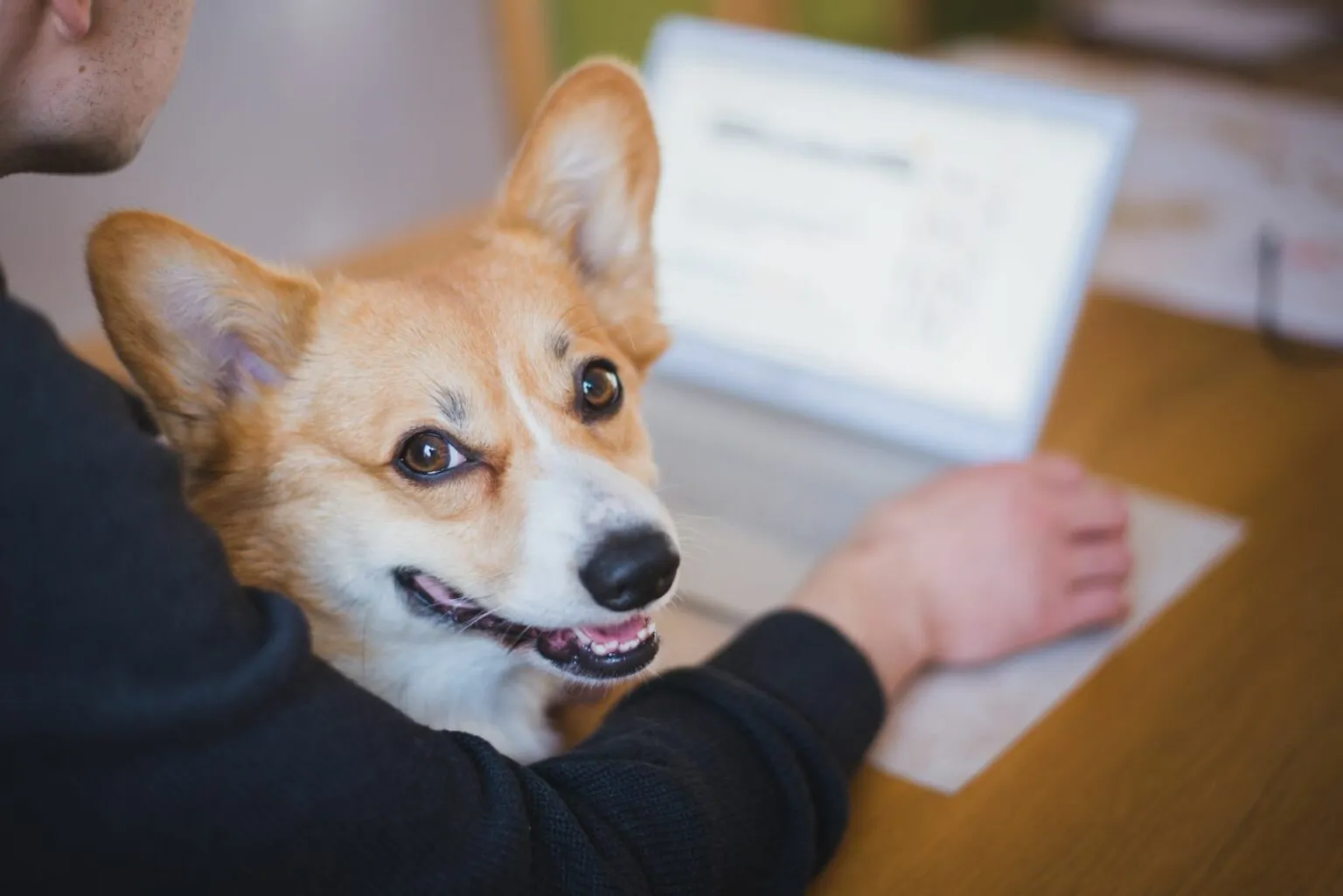 huisdierverzekering hond