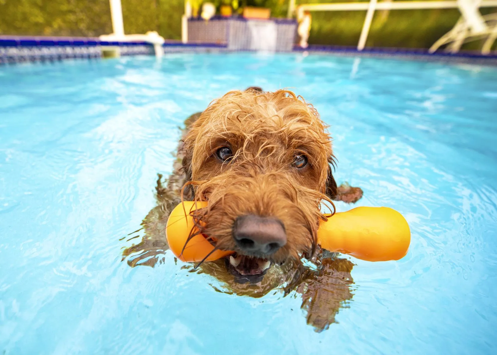 goldendoodle in zwembad speelgoed