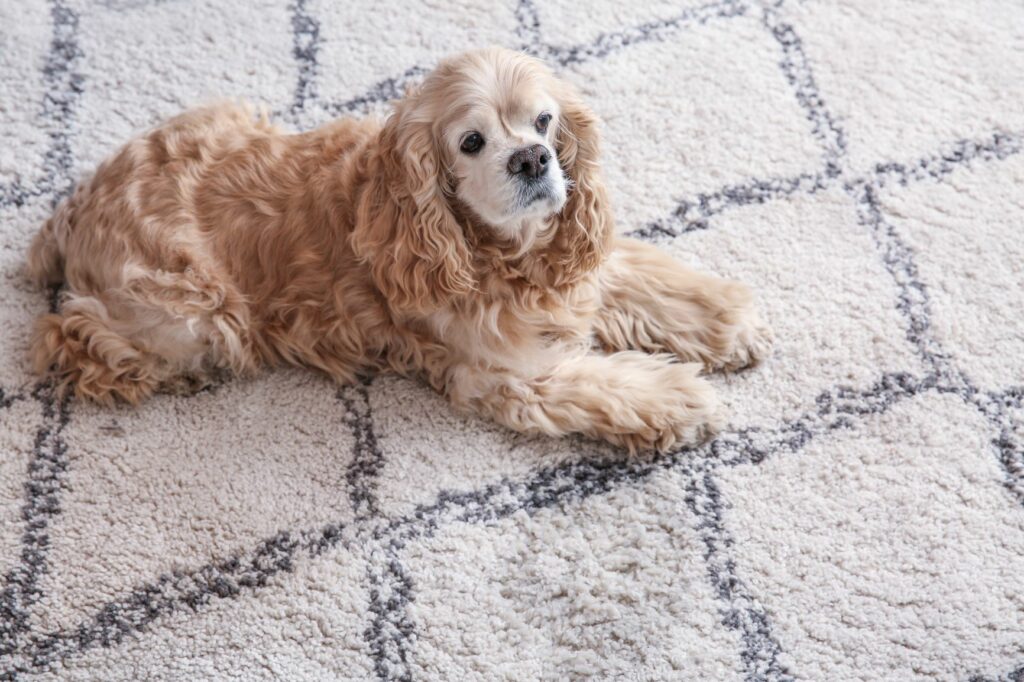 hond tapijt vlek