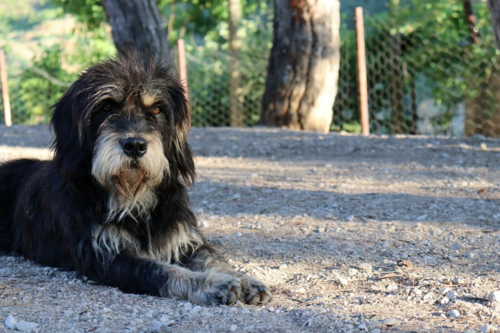 Bernedoodle lange zwarte vacht