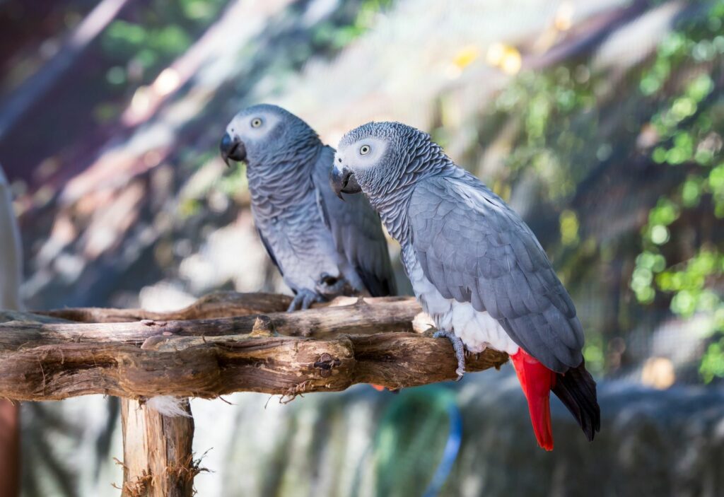 Reusachtig voorspelling de sneeuw Grijze Roodstaartpapegaai (Psittacus erithacus) | zooplus Magazine