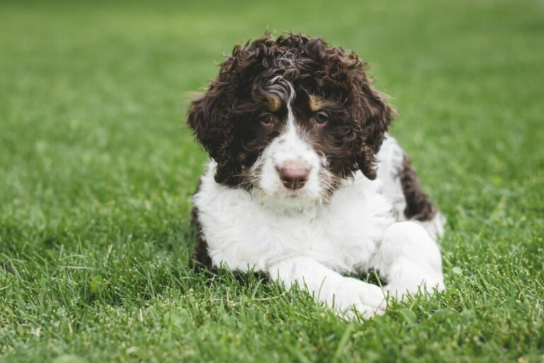 Jonge Bernedoodle wei