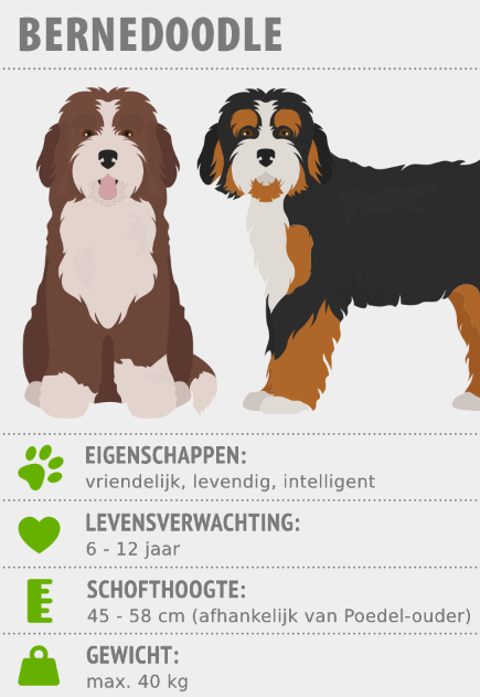 Ontvanger beroemd fout Bernedoodle: karakter, verzorging | zooplus Magazine