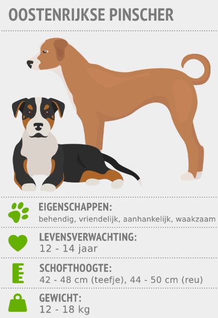 Kenmerken Oostenrijkse Pinscher