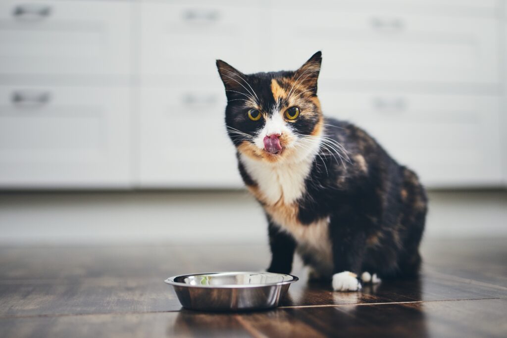 kat in keuken bij voerbak