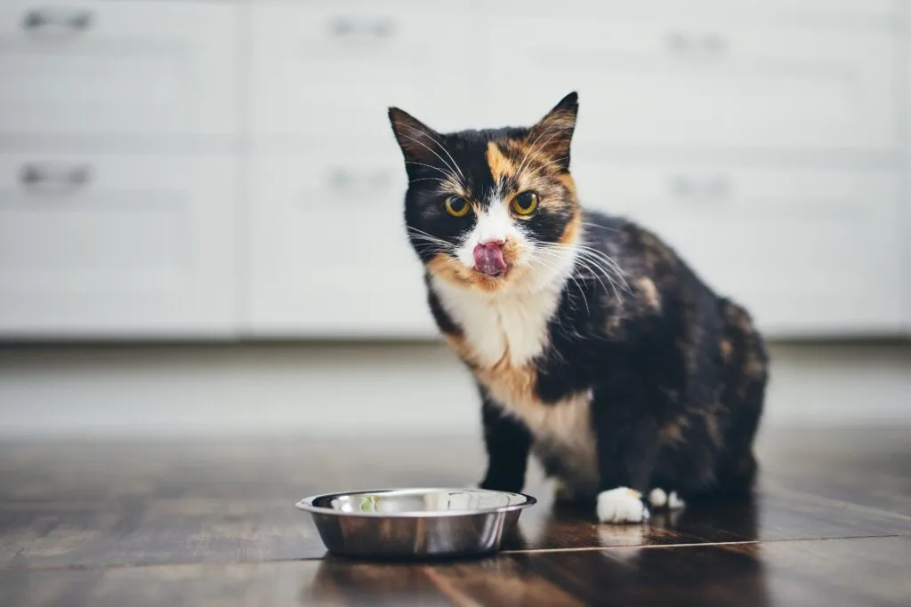 kat in keuken bij voerbak