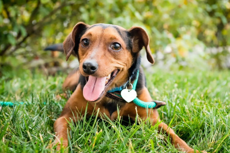 gelukkige hond in gras