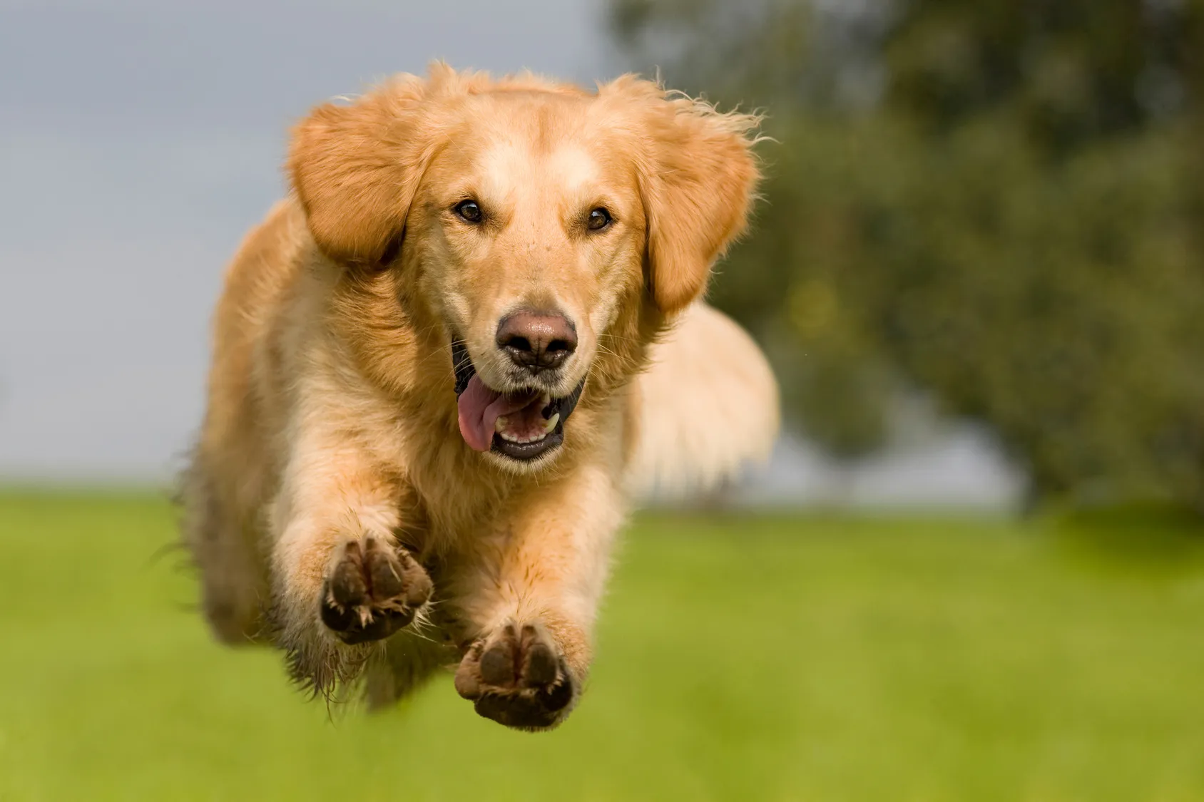 golden retriever springt op weide