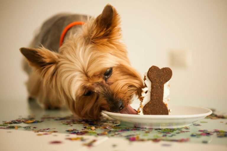 hond eet zelfgemaakt gebak
