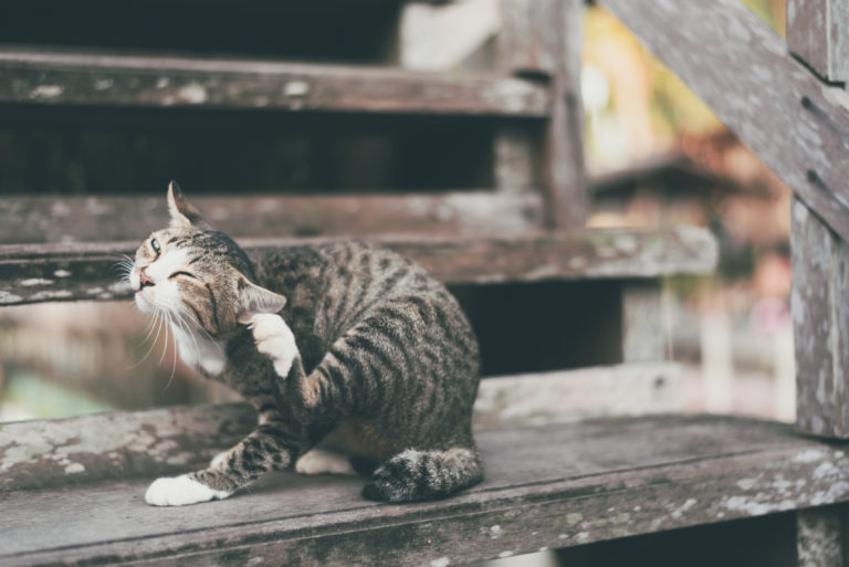 symbool slikken Plagen Vlooien bij katten herkennen en behandelen | zooplus Magazine