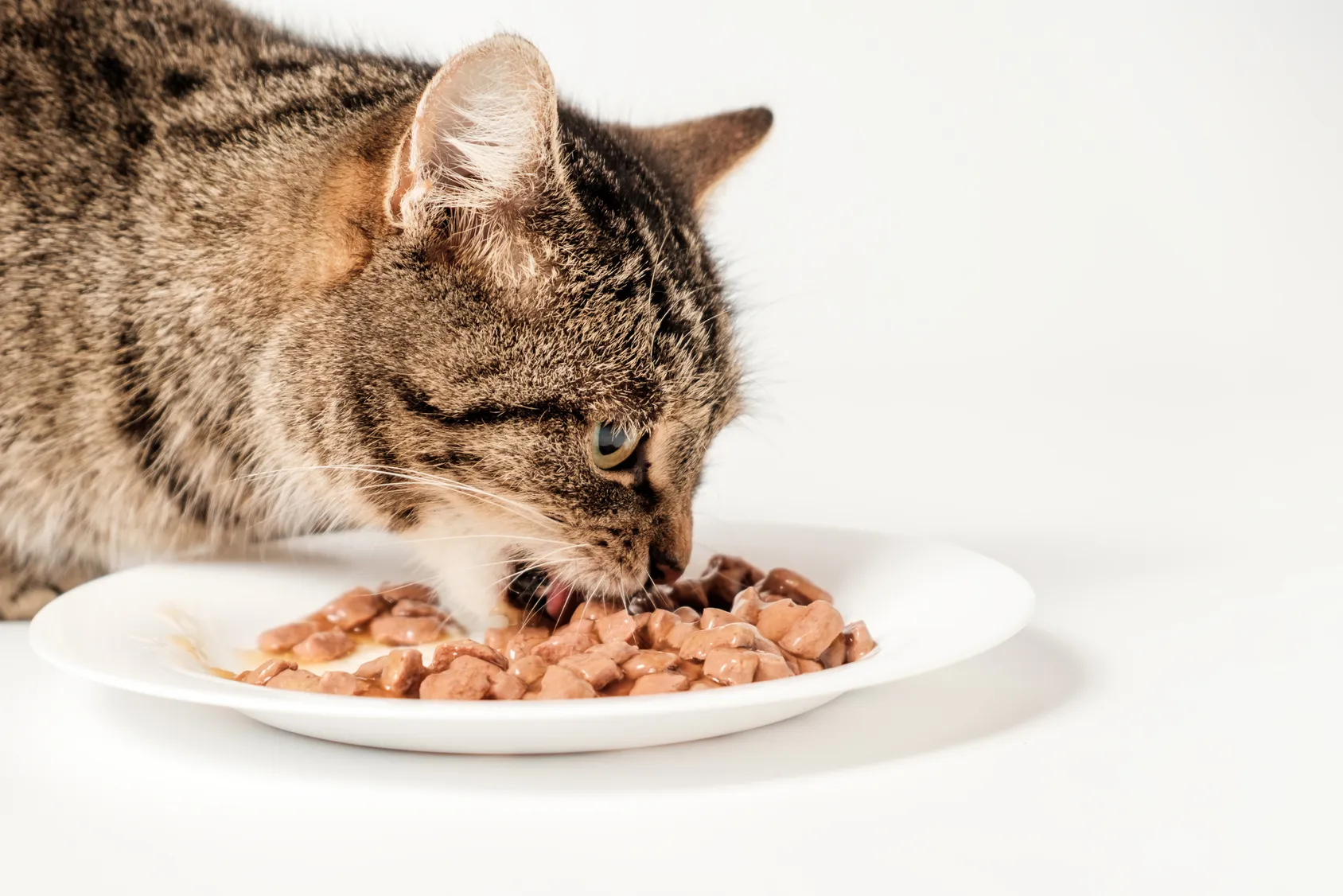 kat eet