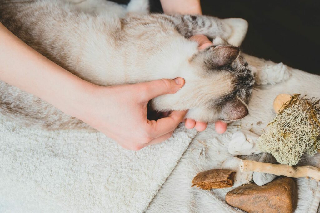 kat nekmassage kat nekmassage