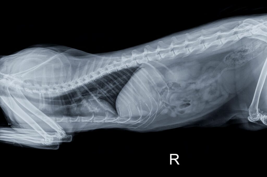 röntgenbeeld van een volwassen kat
