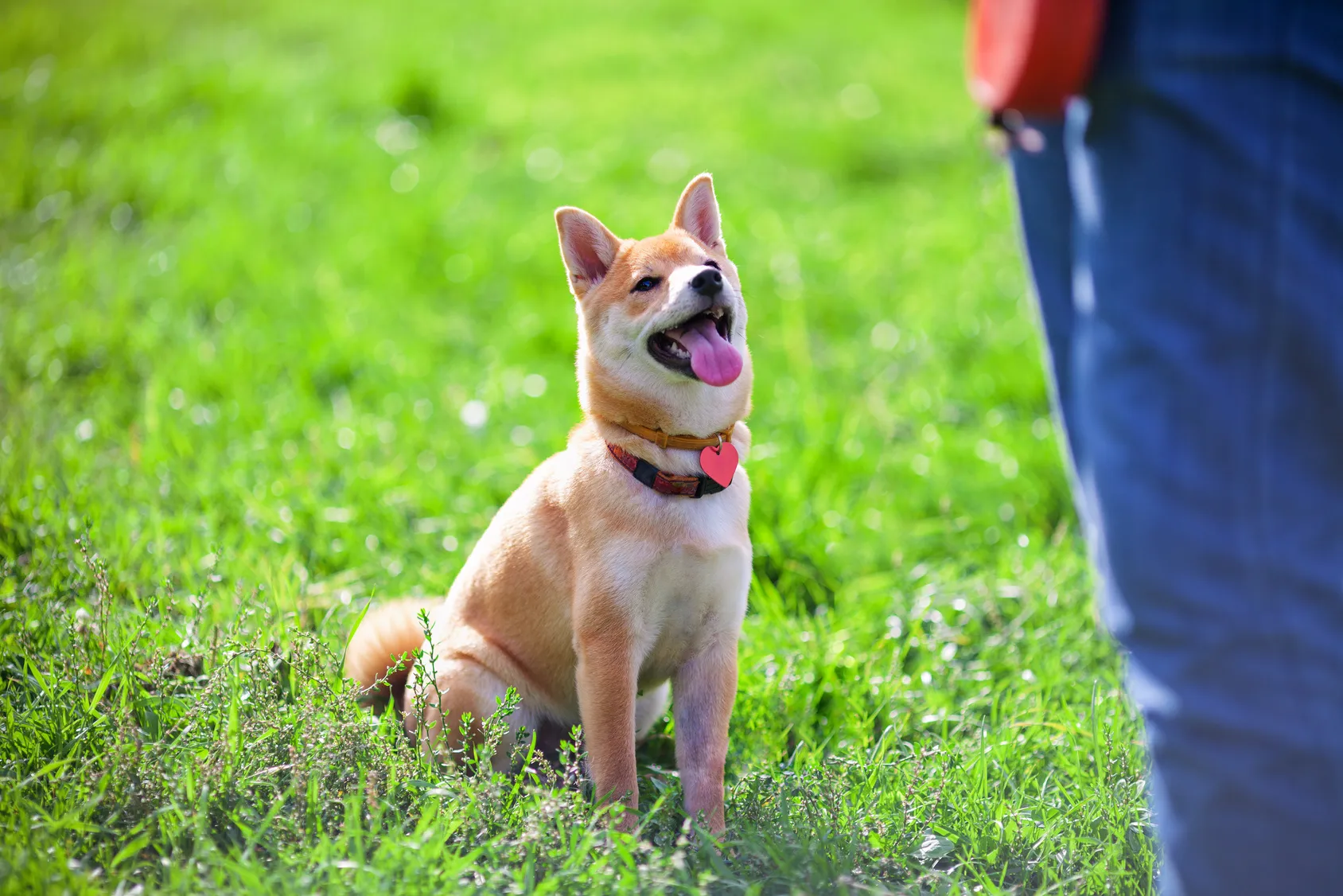 shiba inu training
