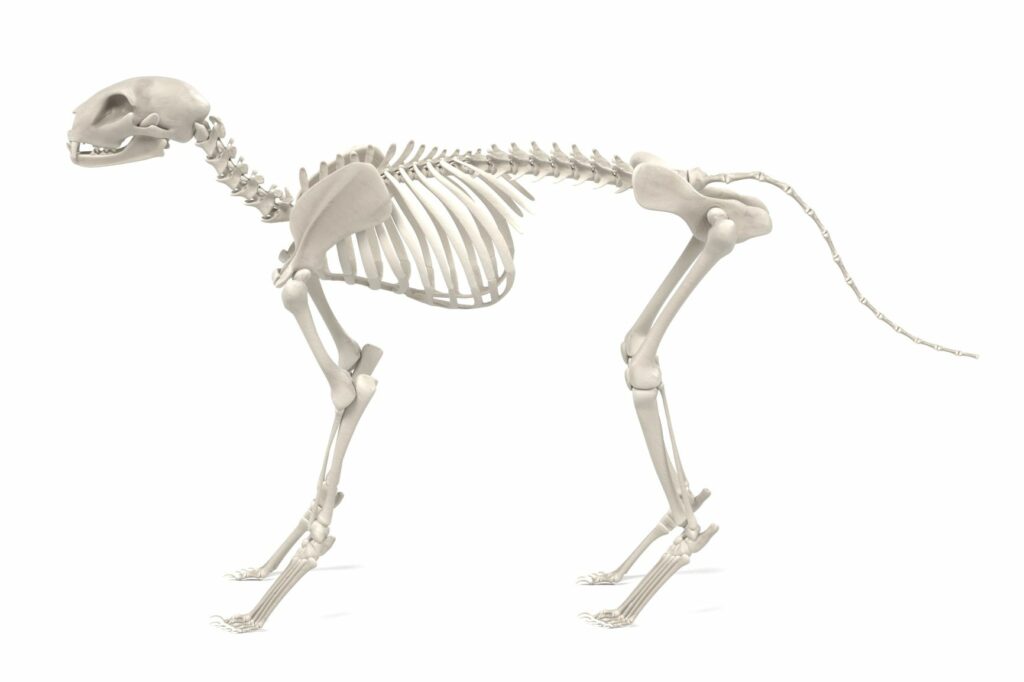 skelet van een kat