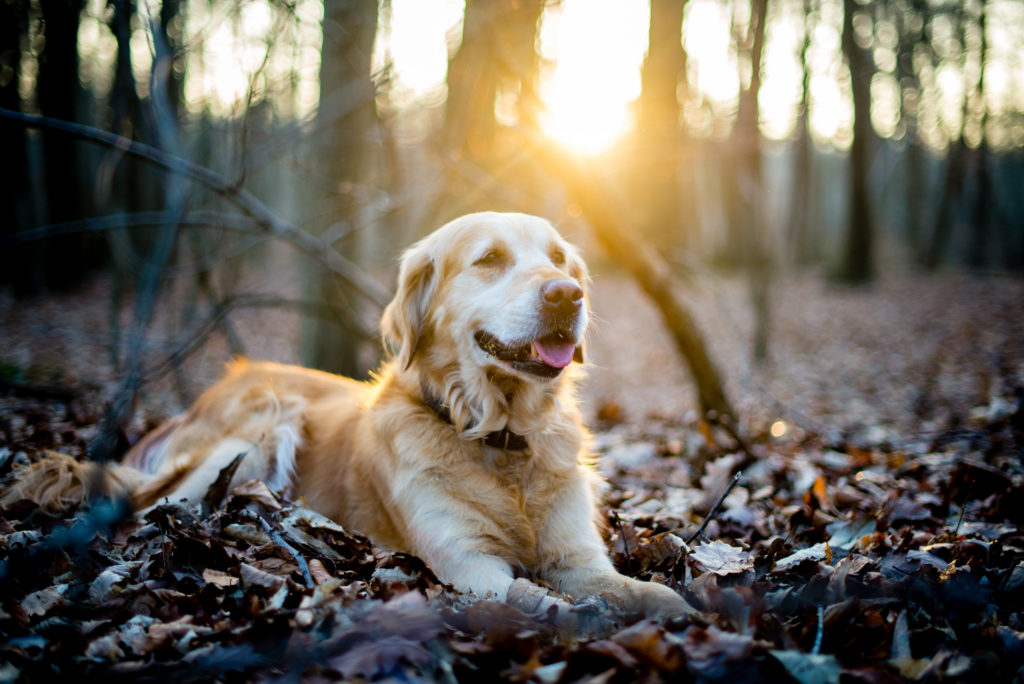 Golden Retriever ligt in bos