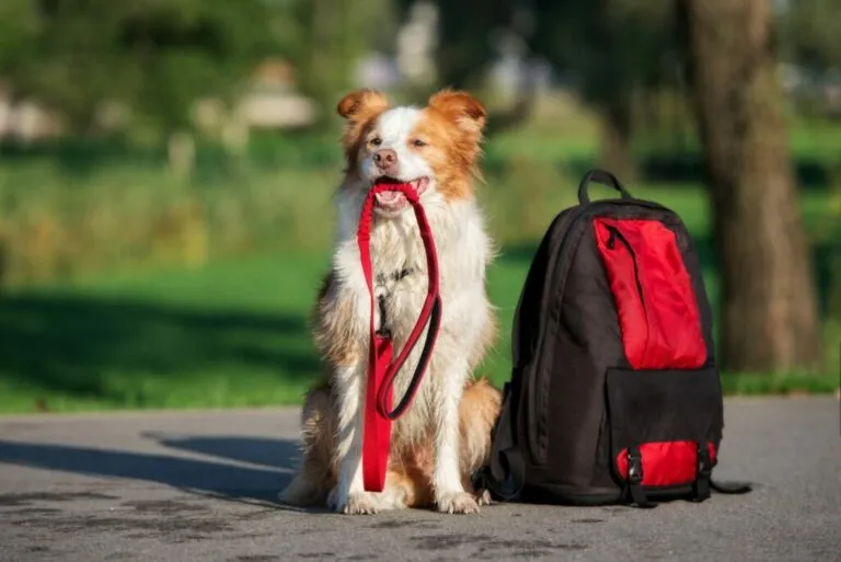 Hond met lijn en rugzak