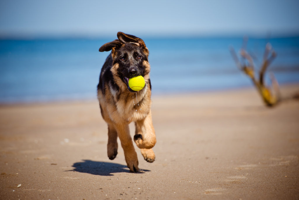 Hond met bal op strand