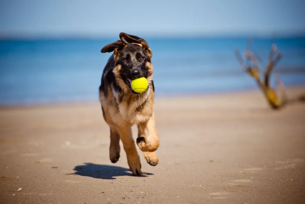 Hond met bal op strand