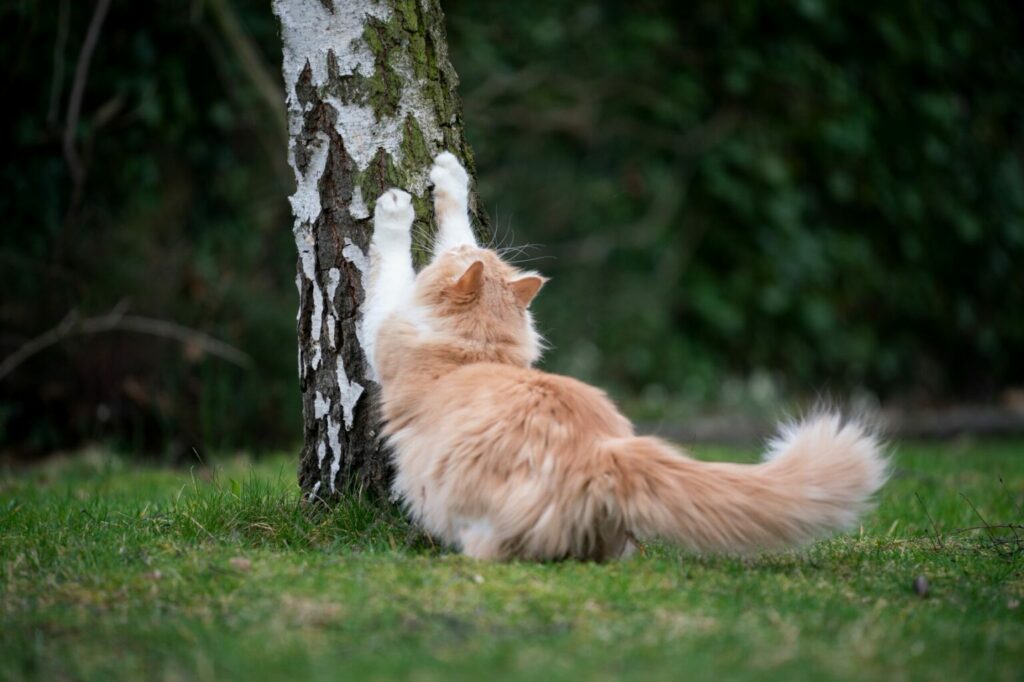 Kat krabt aan berkenboom