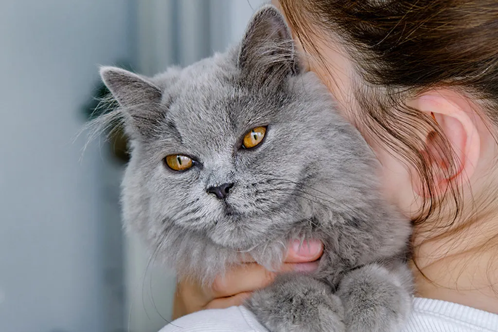 &auml;ltere Katze