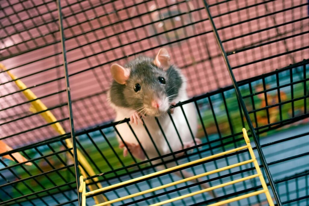 Rat klimt Rat klimt
