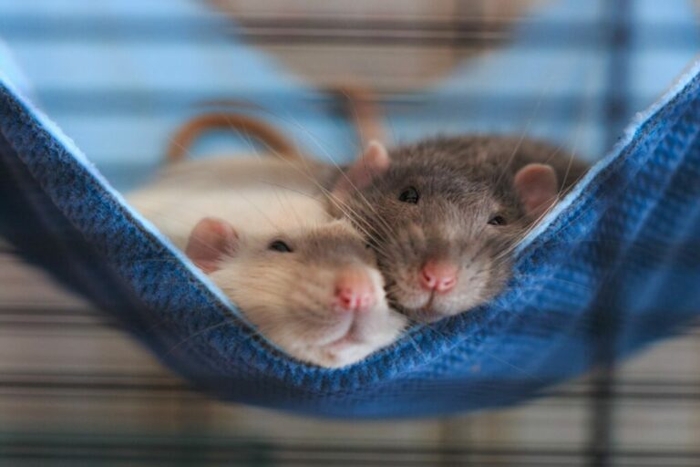 Twee ratten knuffelen