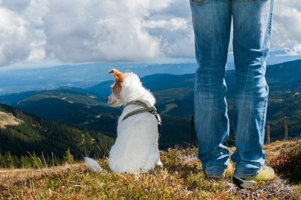hond en baasje op bergtop hond en baasje op bergtop