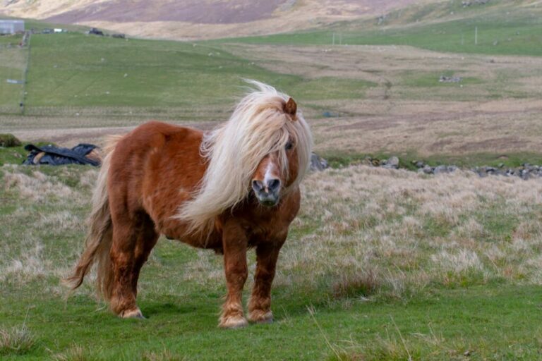 shetland pony