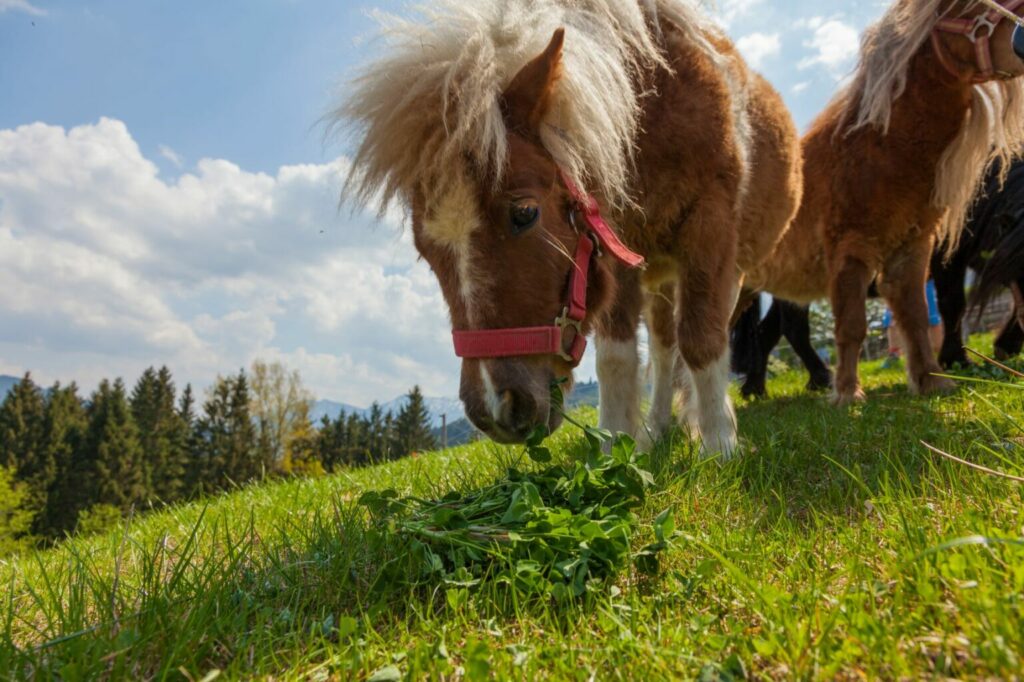 shetland pony in wei