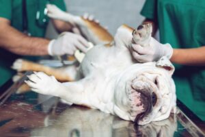 Blaasstenen bij de hond: symptomen en behandeling van urolithiasis
