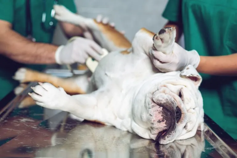 Echografie bij hond voor het opsporen van blaasstenen