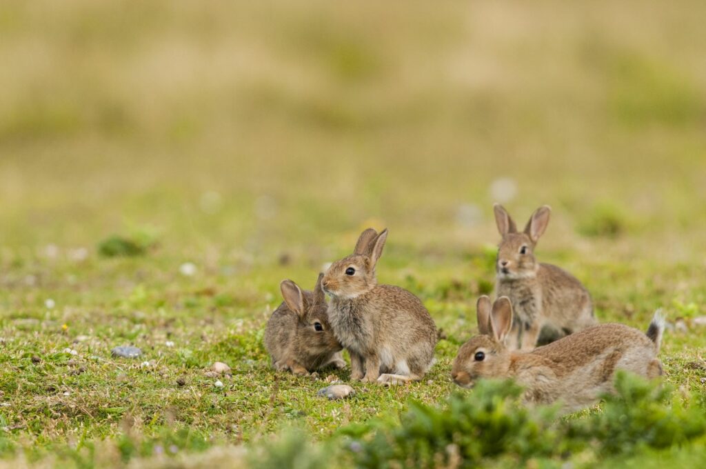 Een groep kleine konijnen op het gras