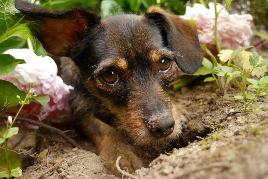 Hond graaft een gat in een perk Hond graaft een gat in een perk