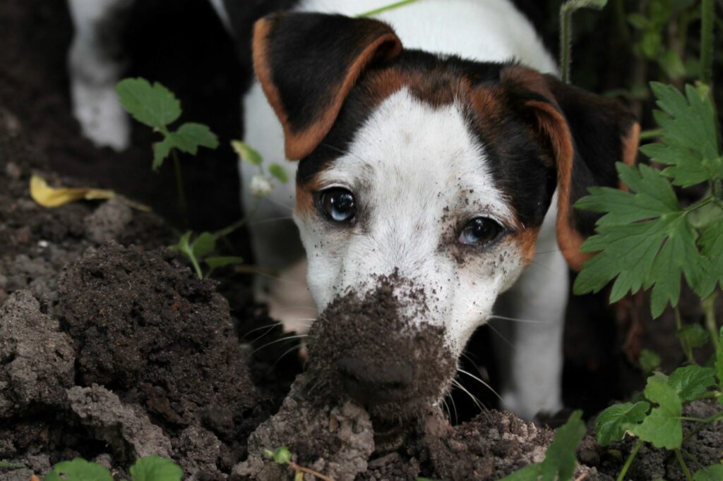 Waarom graaft mijn hond in de tuin? zooplus Magazine