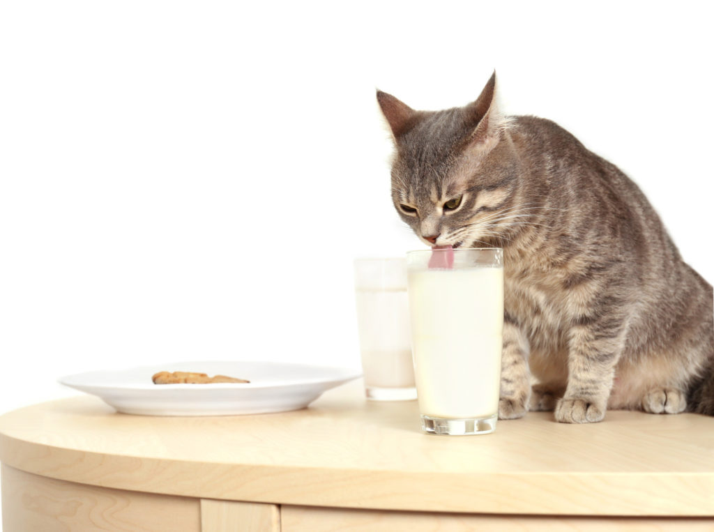 Kat drinkt melk