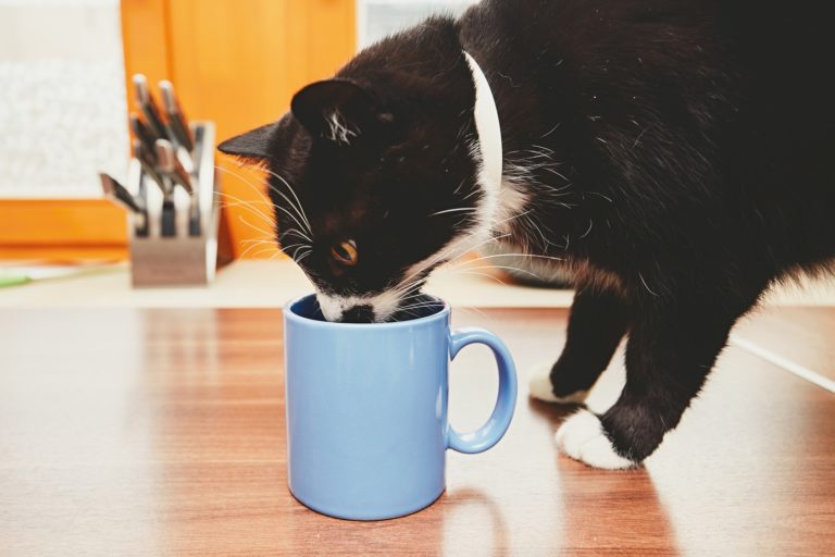 Kat drinkt uit beker