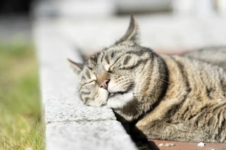 Kat in de zon