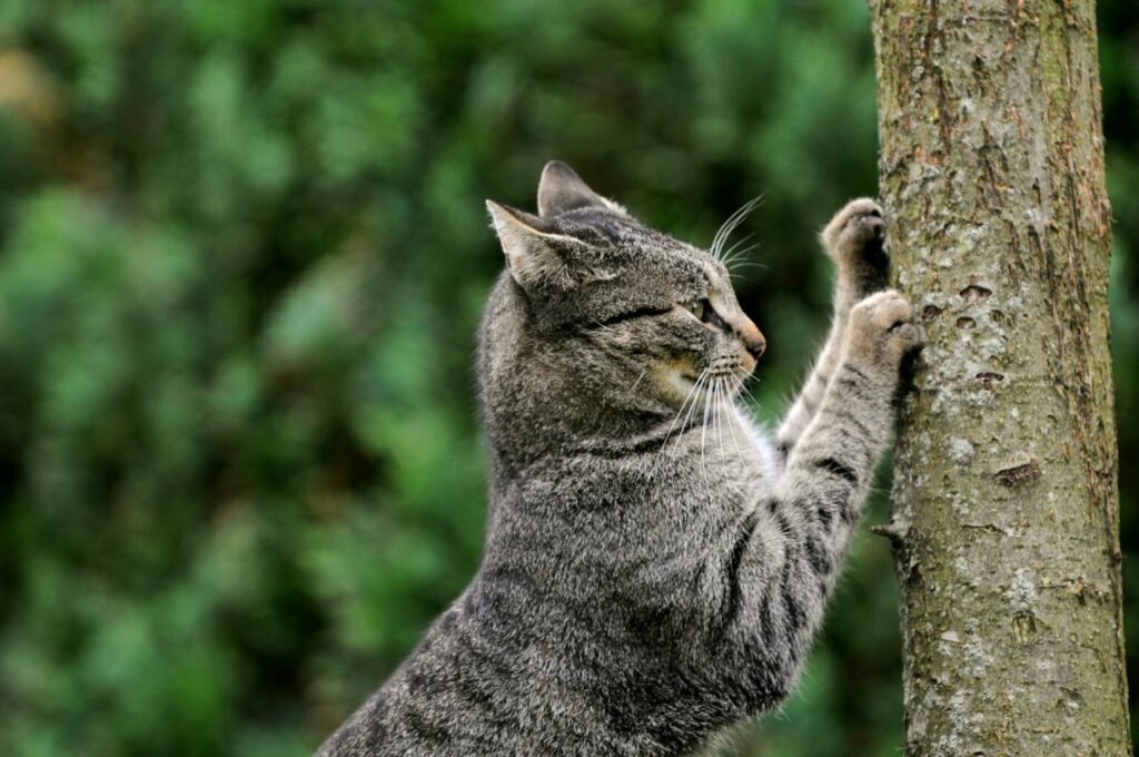 Kat krabt aan boomstam Kat krabt aan boomstam
