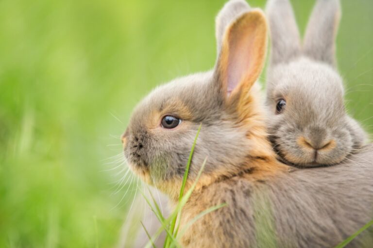 Twee konijntjes knuffelen in het gras