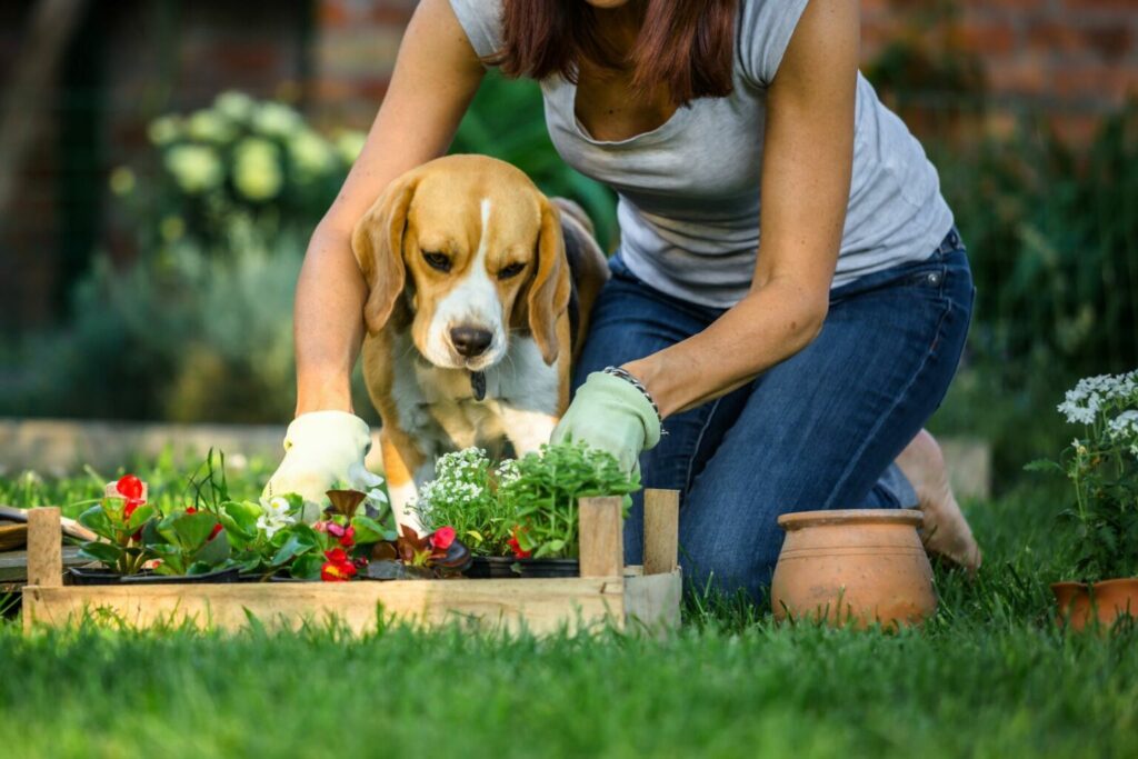Waarom graaft mijn hond in de tuin? zooplus Magazine