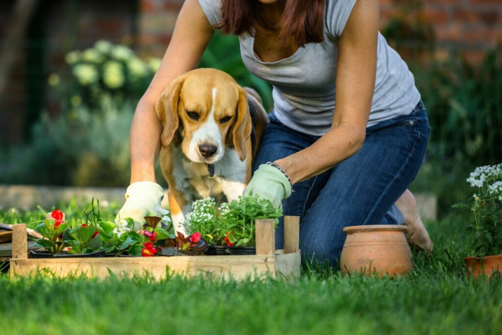 Behandeling verkeer Omdat Waarom graaft mijn hond in de tuin? | zooplus Magazine