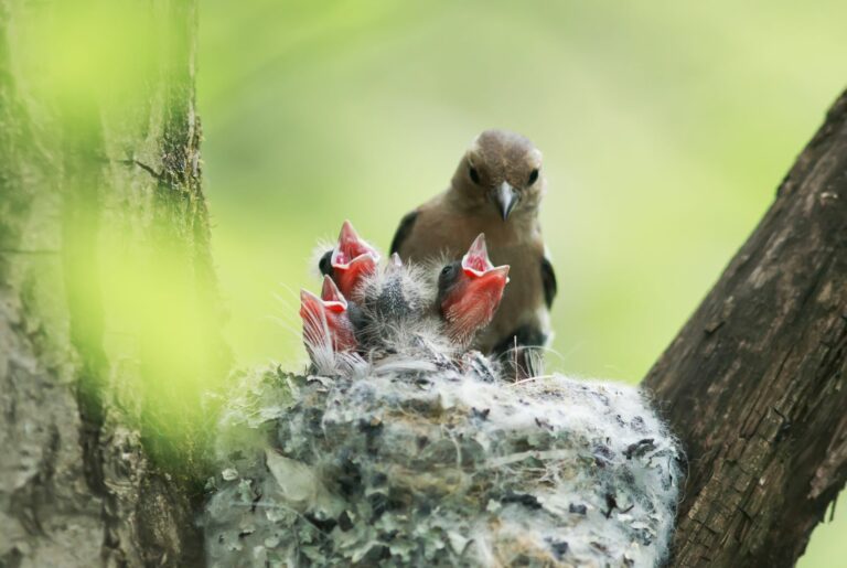 broedtijd van vogels