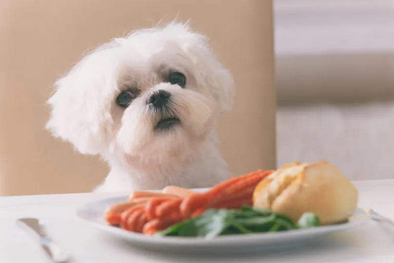 levensmiddelen die honden niet mogen eten