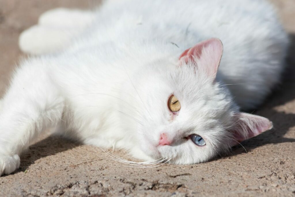witte kat in de zon