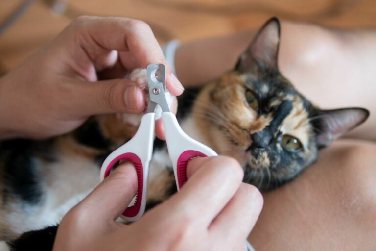 Detector De kamer schoonmaken Keel Op de juiste manier kattennagels knippen | zooplus Magazine